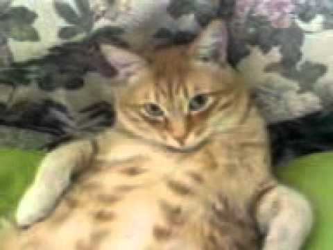 Наш котя отдыхает!