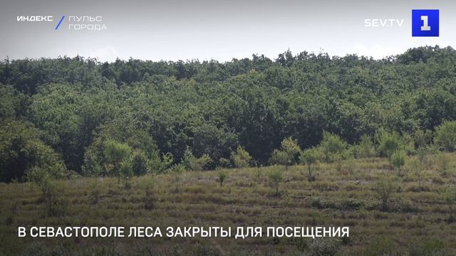 В Севастополе леса закрыты для посещения