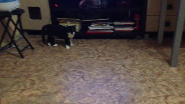 Гиперактивный котенок