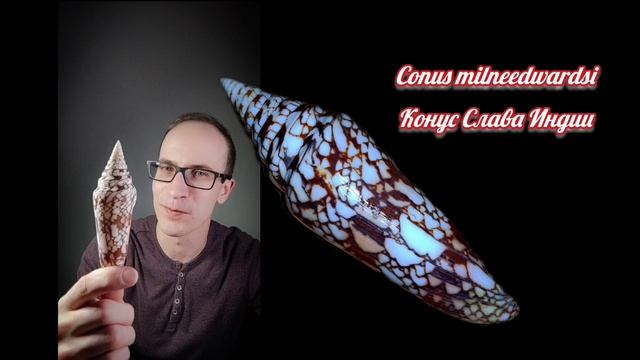 Морская раковина Conus milneedwardsi - Конус Слава Индии или Конус Мильн-Эдвардса