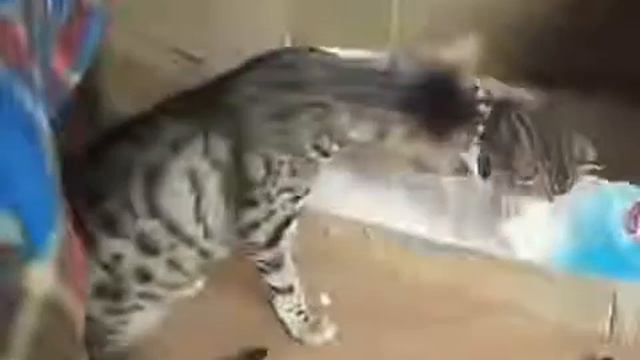 Бенгальская кошка и котята