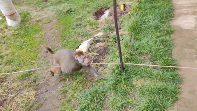 Умный Гоша поймал Марусю за верёвку и подтянул за неё