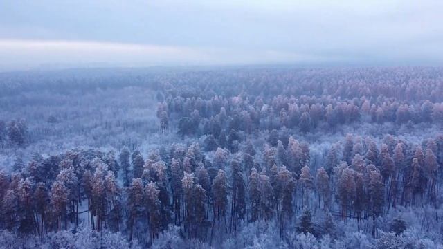 Зимний лес в Тольятти