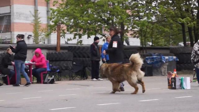 17.05.2015 класс чемпионов Сеткх Байча