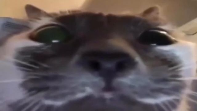 ТОТОТИ ТОТОТИ ТОТИТУ
