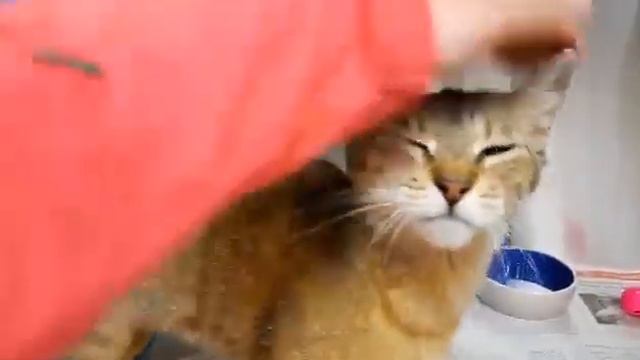 Meet Petunia a Domestic Shorthair currently available for adoption! 4/19/2021 8:06:24 PM
