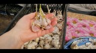 ????КОГДА ВЫСАЖИВАТЬ ЧЕСНОК И ЛУК В ОГОРОД ВЕСНОЙ. ПРЯНАЯ ЗАГОТОВКА ИЗ ЧЕСНОКА