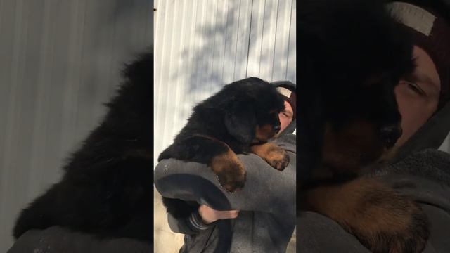 @ Generation Star Tibetan Mastiff