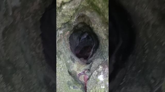 VID_20230312_181004.mp4