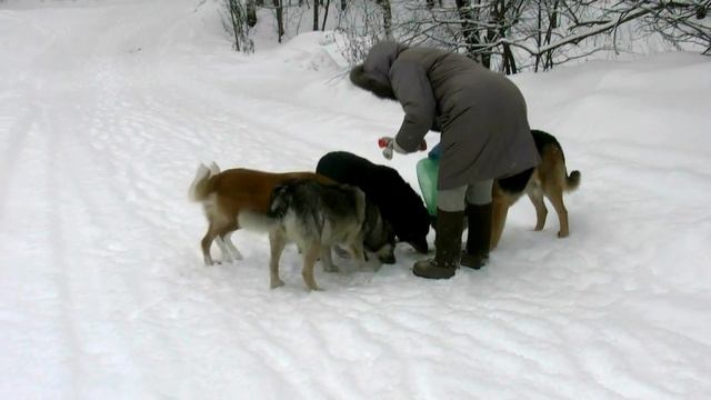 Собаки на Чёрном озере