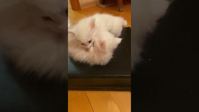 Малыши-котята дерутся и целуются