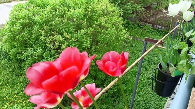 Переезд на балкон: всеобщий хаос
