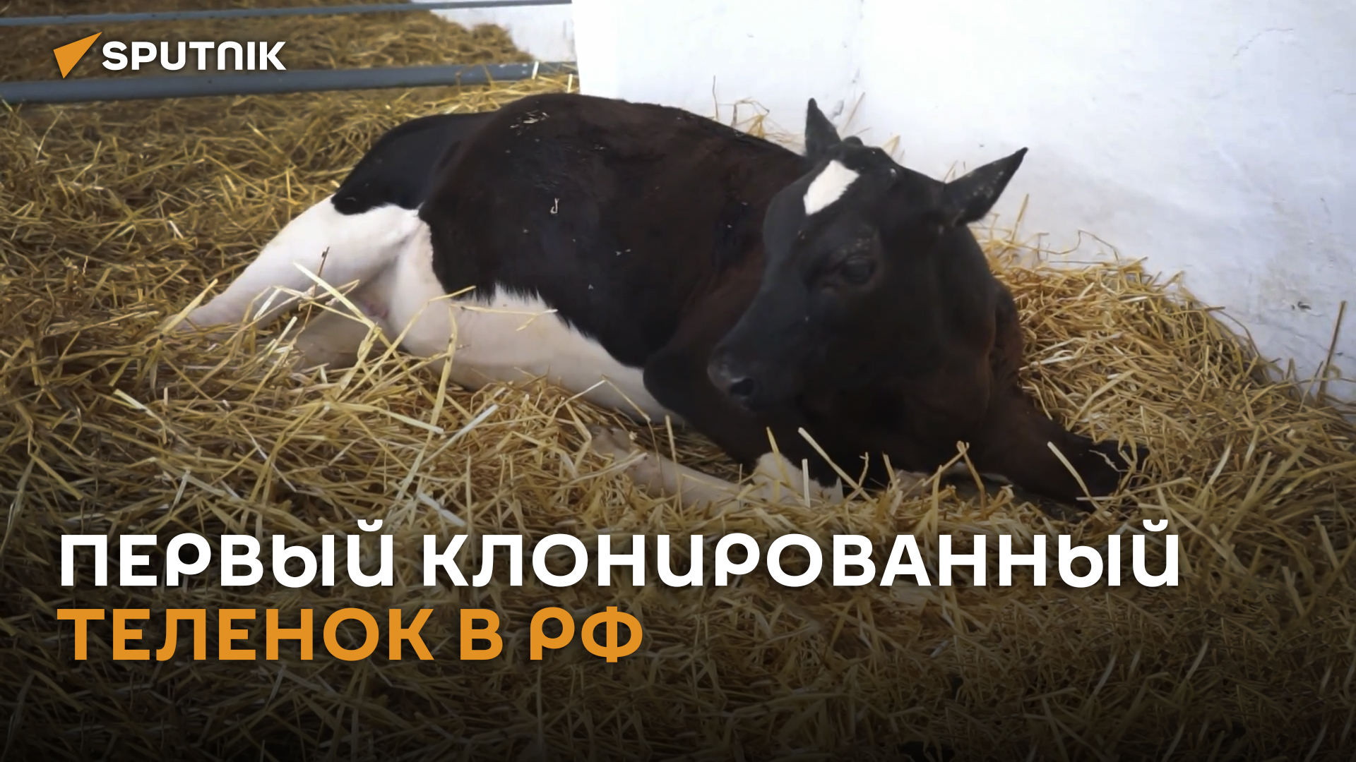 Копия мамы: первого российского теленка-клона показали на видео