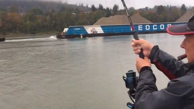 Ловля белого Осетра 2 метра 09 сантиметра поймали в Канаде