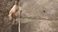 Гуляю с собаками. Готовлю РОЛЛЫ!!!