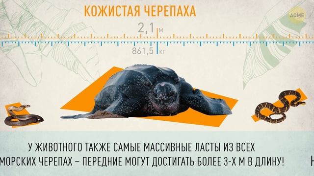 23 самые большие рептилии, от которых лучше держаться подальше