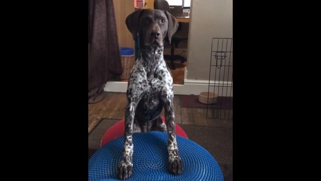 Athletic dog performs core fitness exercises