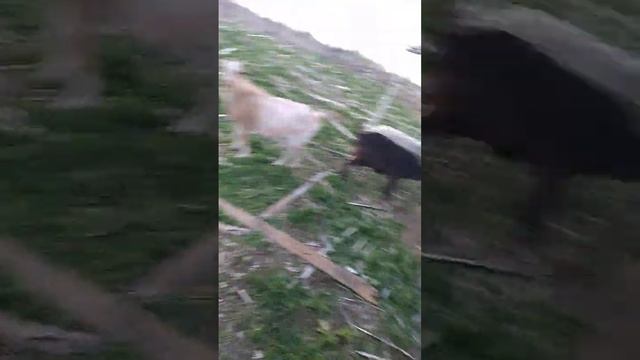 Козы и новый вольер-2, Навес