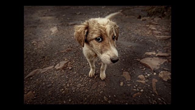 |Глаза собак... | (сиих до слëз) автор: Мила Григ|