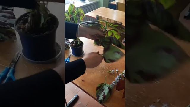 РАЗМНОЖЕНИЕ КОЛЕУСОВ ДЛЯ САДА