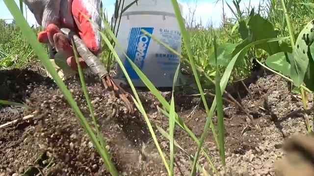 Едем копать картошку -  наш первый урожай