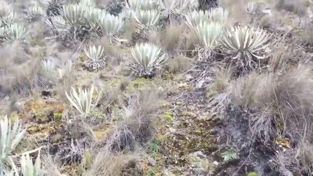 Someone like you challenge / parque nacional natural Sumapaz