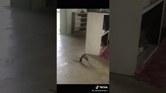 Приколы до слез. Домашние животные. смех до слез. 91 часть