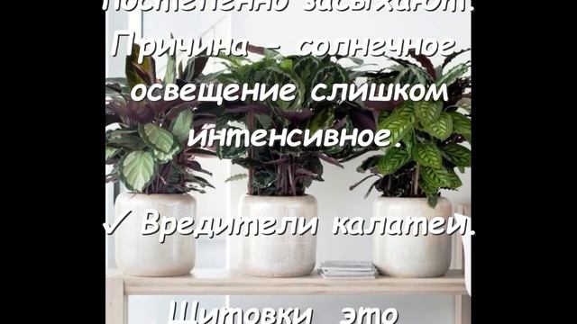 Калатея проблемы выращивания и вредители