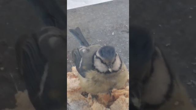 #shorts Первые дни весны, забавная синичка клюет хлеб, милая птичка синичка крупным планом