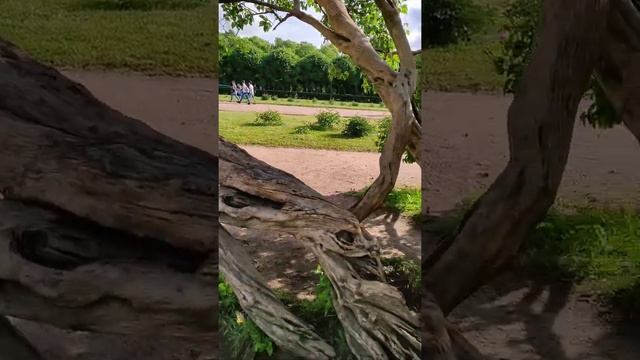 Сирень на Марсовом поле в Санкт-Петербурге.