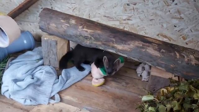 Соболь тащит мышь! Когда добыча больше тебя