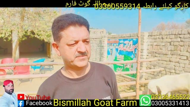 ye dost Karachi se ay bismillah Goat Farm par  dera ghazi Khan  03336465522
