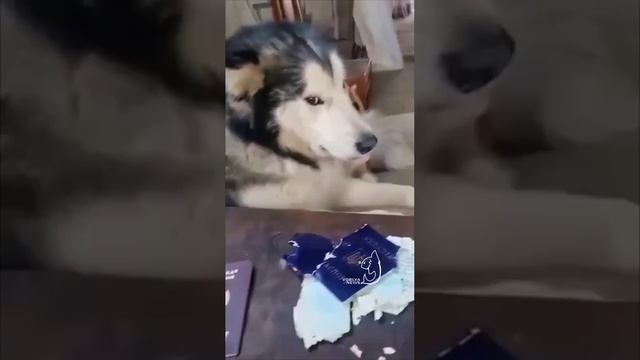 Собака точно знала что делает