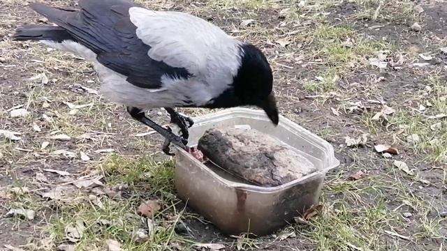 Ворона босс прогоняет сына с кухни \ Boss crow chases off his son from the kitchen