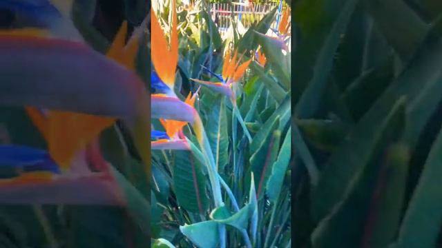 Birds Of Paradise💛🧡