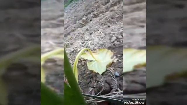 Alakaziya (arma)guli parvarishi xaqida