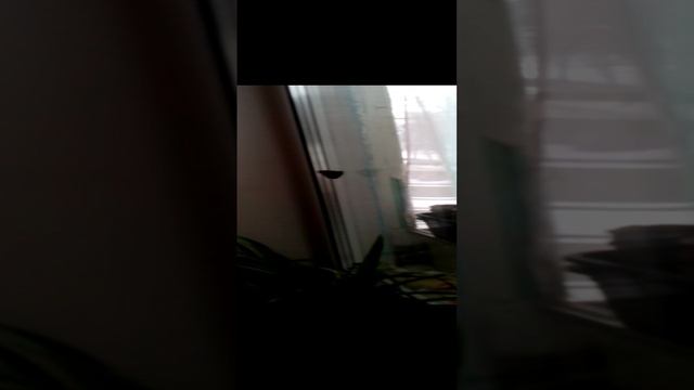 бабочка.3gp
