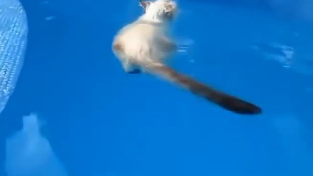Кот который очень любит плавать
