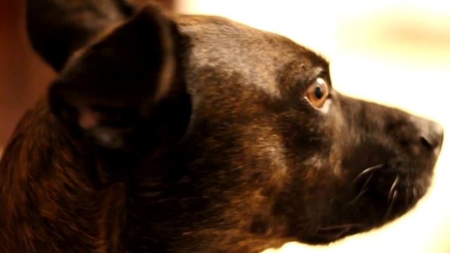 Canon 650D Video test + Canon Lens EF 50mm 1:1.8 II