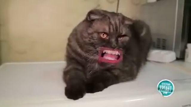 Кошка поёт