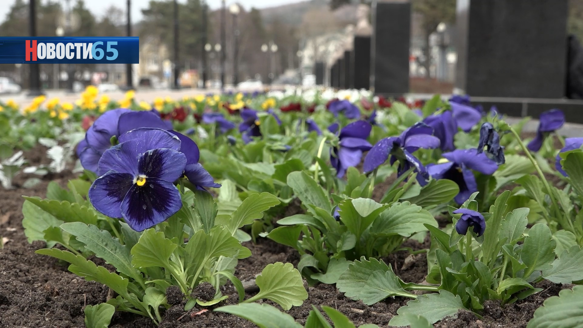Южно-Сахалинск вновь зацветет. Первые декоративные цветы высадили на площади Славы