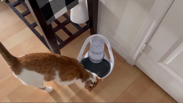 My Talking Cats Sass Is Off The Charts Today ? | CatManJohn