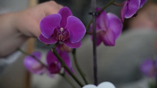 Виктория Воронина основательница магазина MoreFlowers