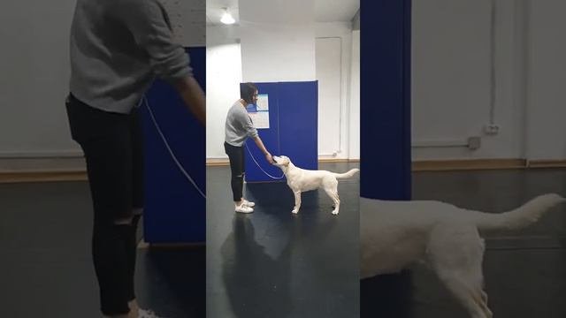 Обучение лабрадора для выставки (Лабрадор Сальма)