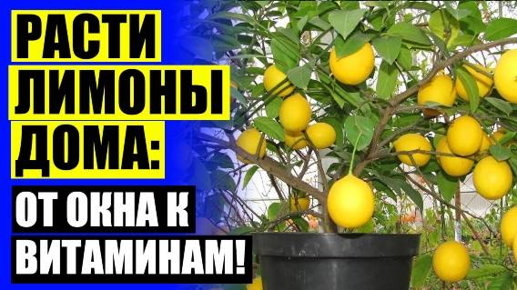 ⚪ Павловские лимоны купить в павлово цена ⚪ Купить лимон комнатный в горшке ❌