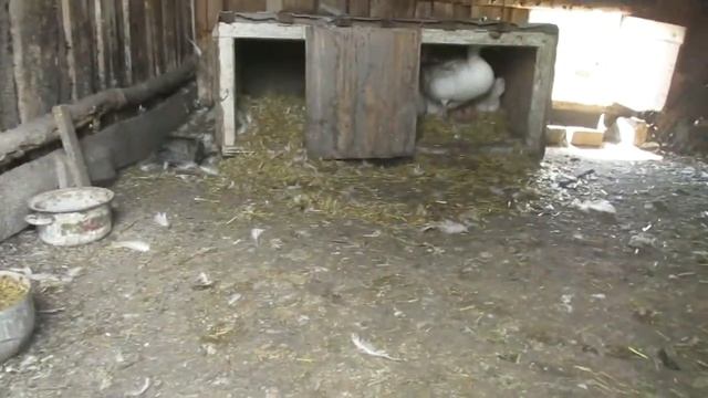 У НАС мини ПОПОЛНЕНИЕ)))!!!Гусыня вывела гусят.Что с ними делать?Гусыня с гусятами.Семья в деревне.