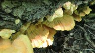 Трутовики серно-желтые или куриное мясо