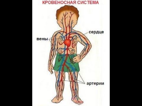 Кровеносная система человека: проблемы и причины их вызывающие,  методы лечения.