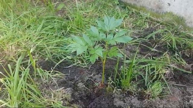 WhatsApp Video 2024-06-26 At 23.26.02