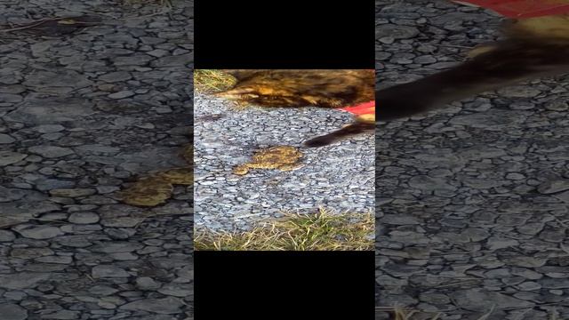 VID_20230926_165724.mp4